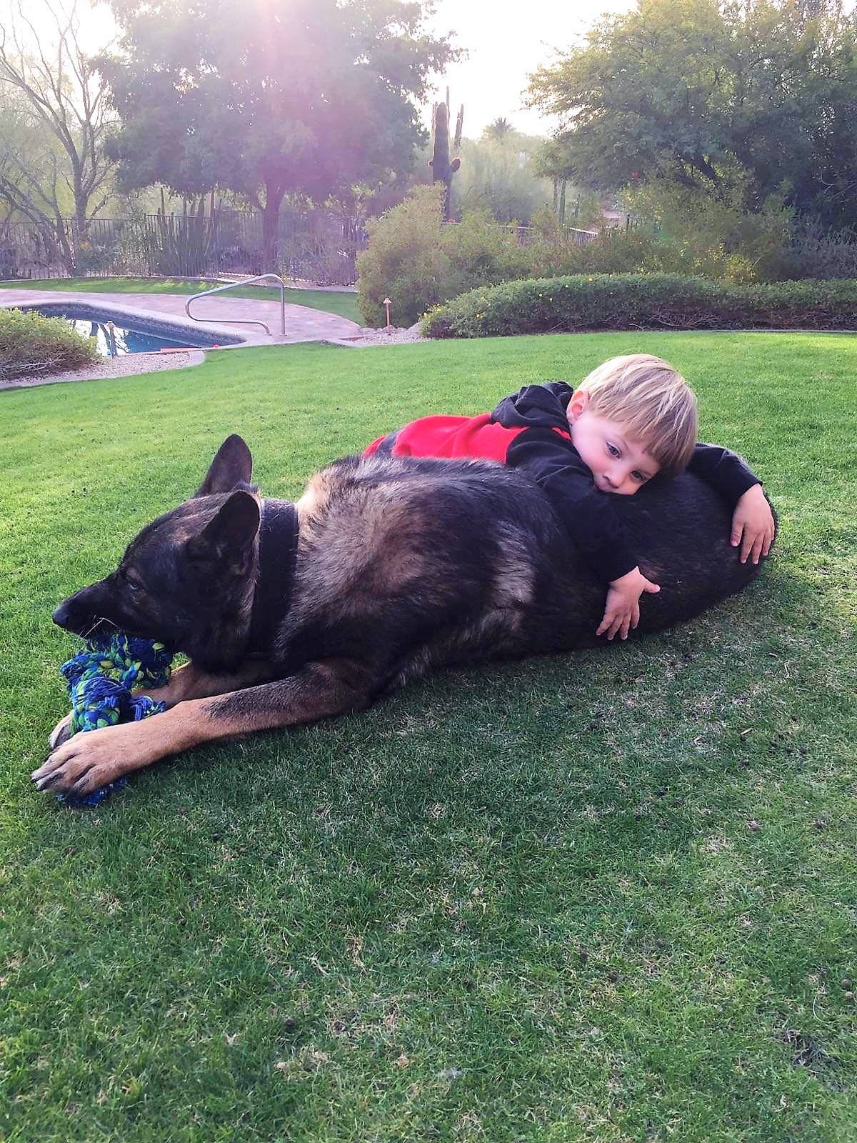 best family friendly security dog