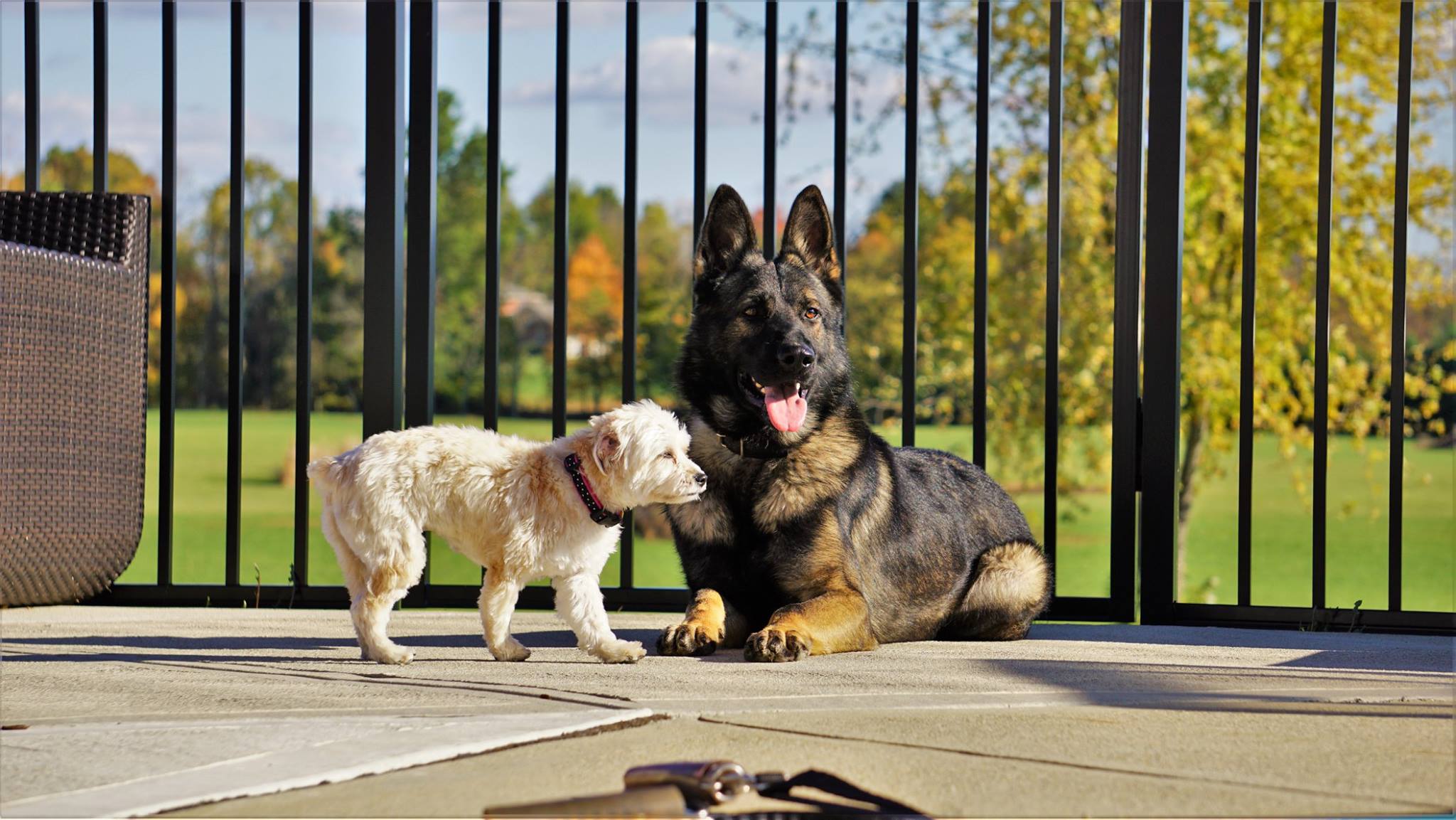 best family protection dog for kids
