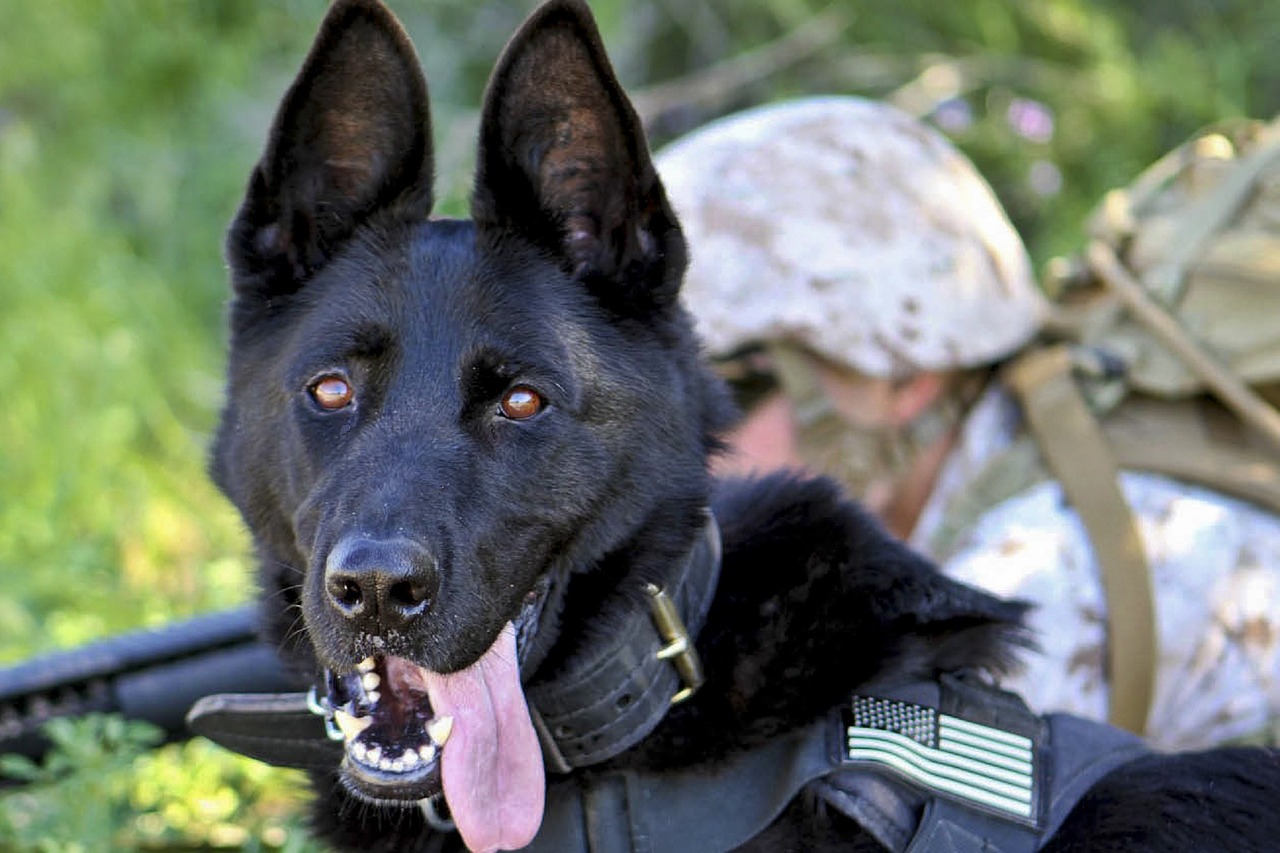 A Canine's Many Military Roles