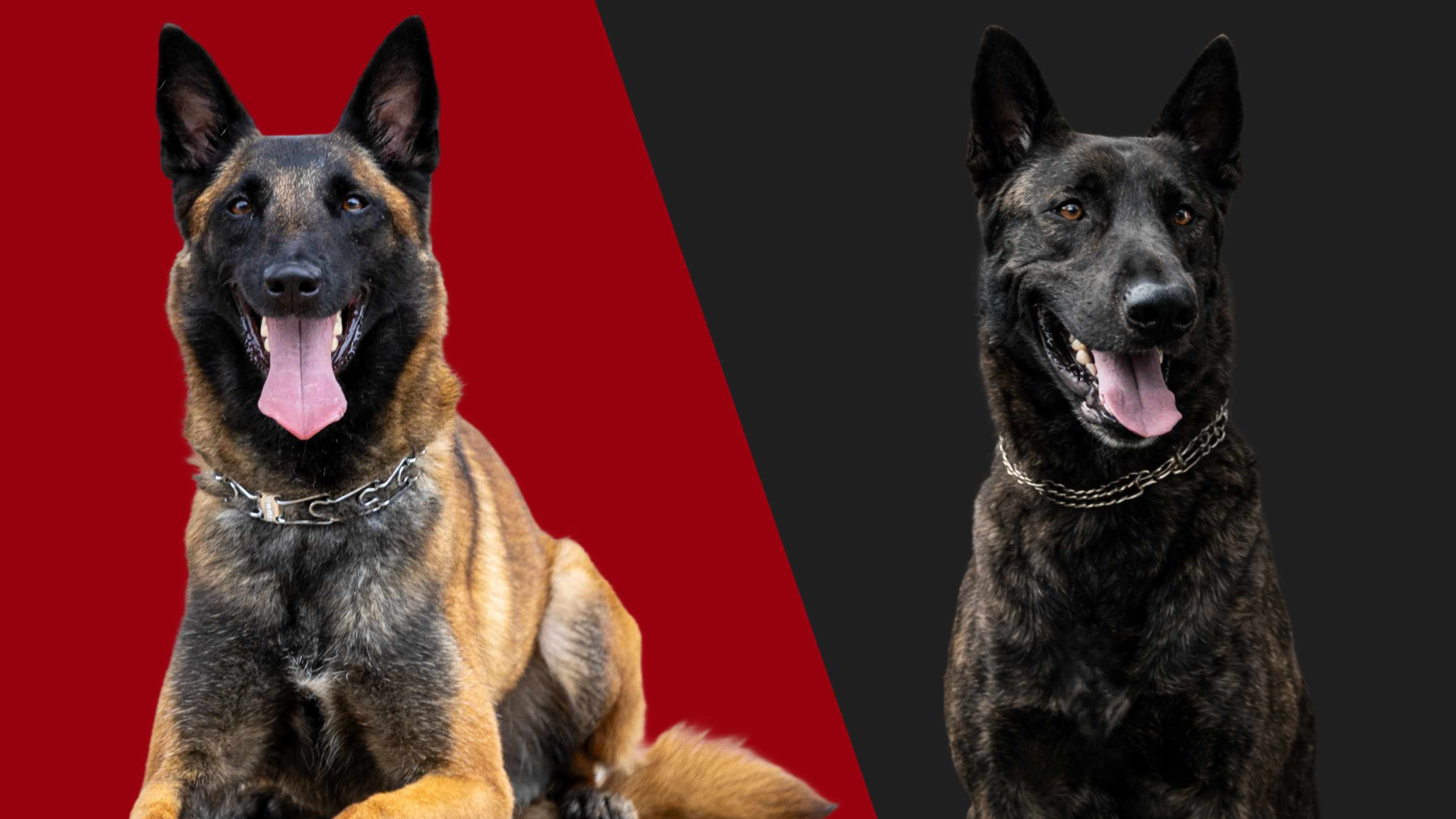 Dutch Shepherd vs. Belgian Malinois: A Buyer's Guide