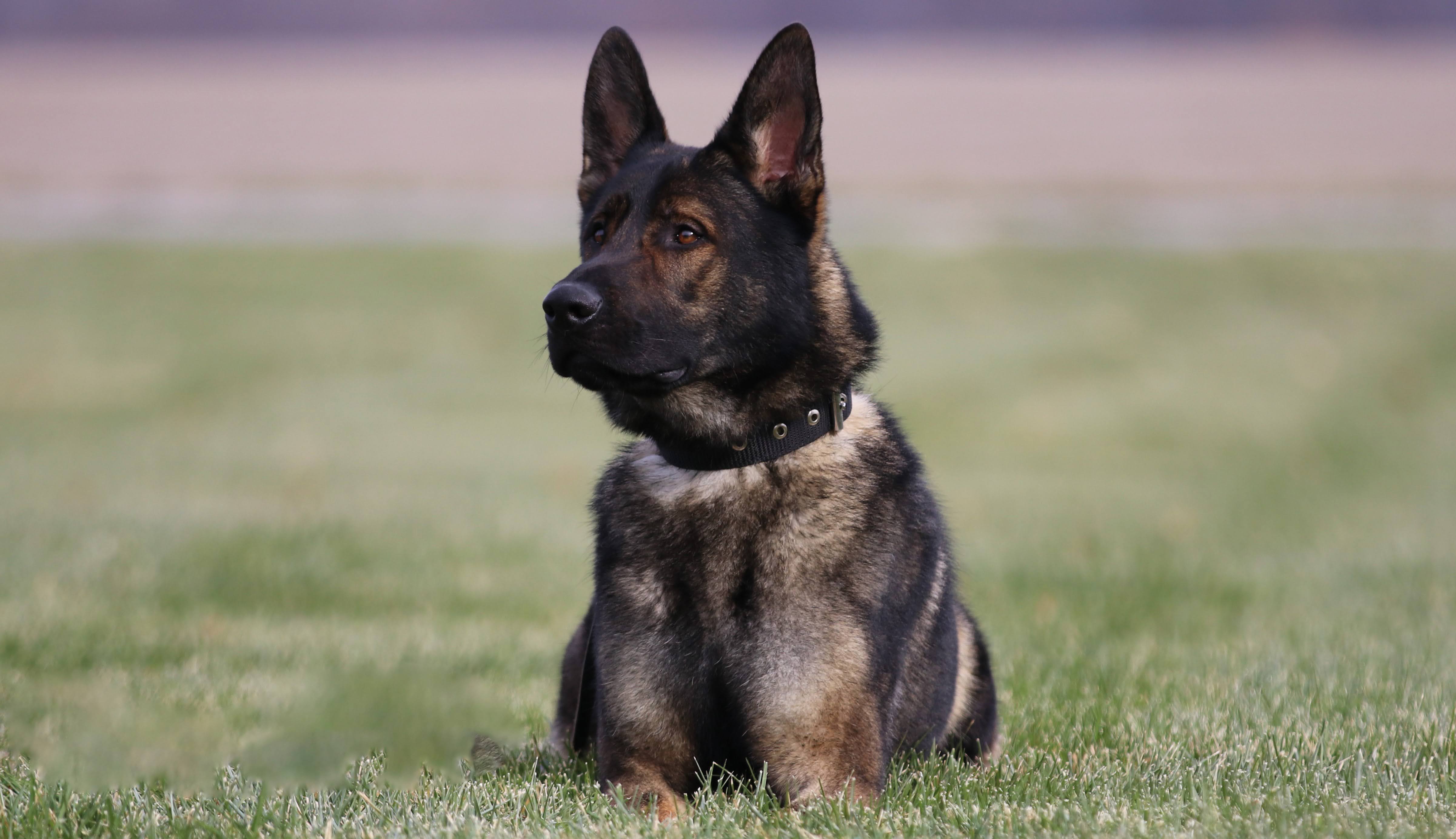German Shepherd Protection Dogs