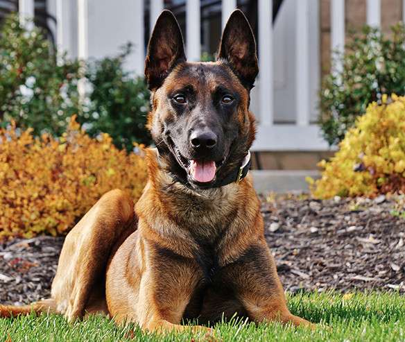 How Do Protection Dogs Stack Up With Firearms?