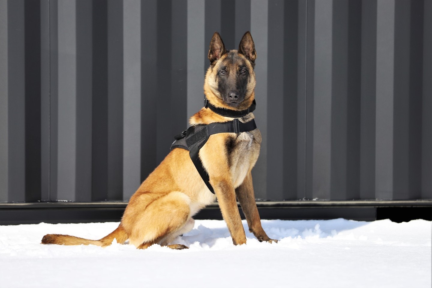 Personal Canine Bodyguard Los Angeles