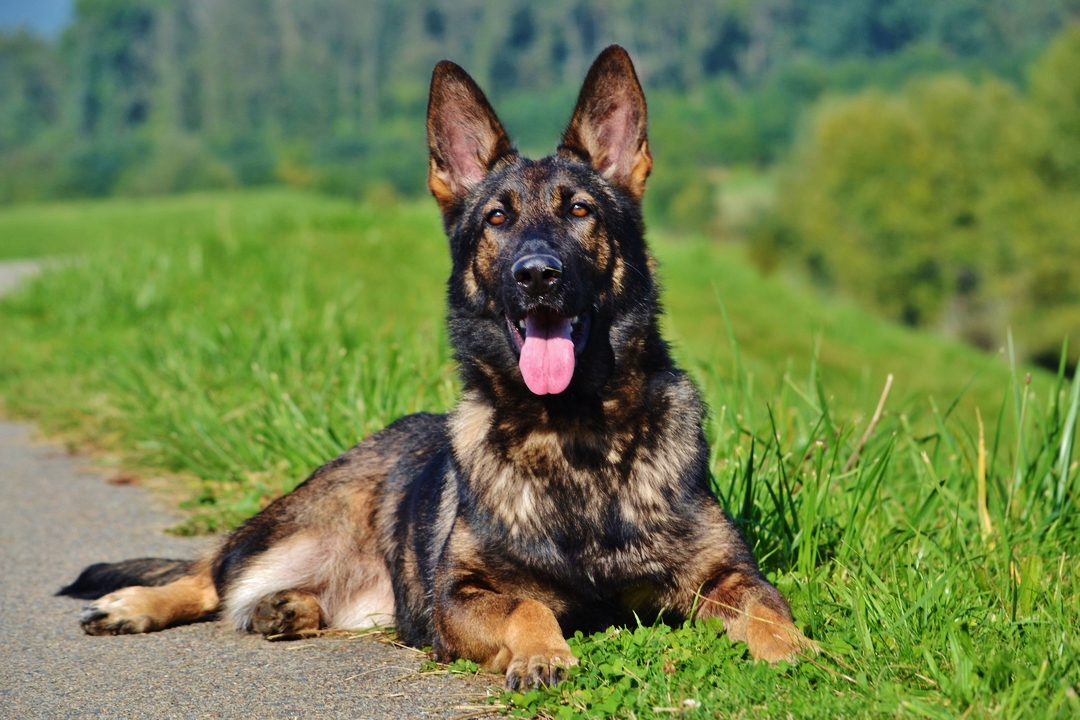 The Priority 1 Canine Delivery and Family Training Process
