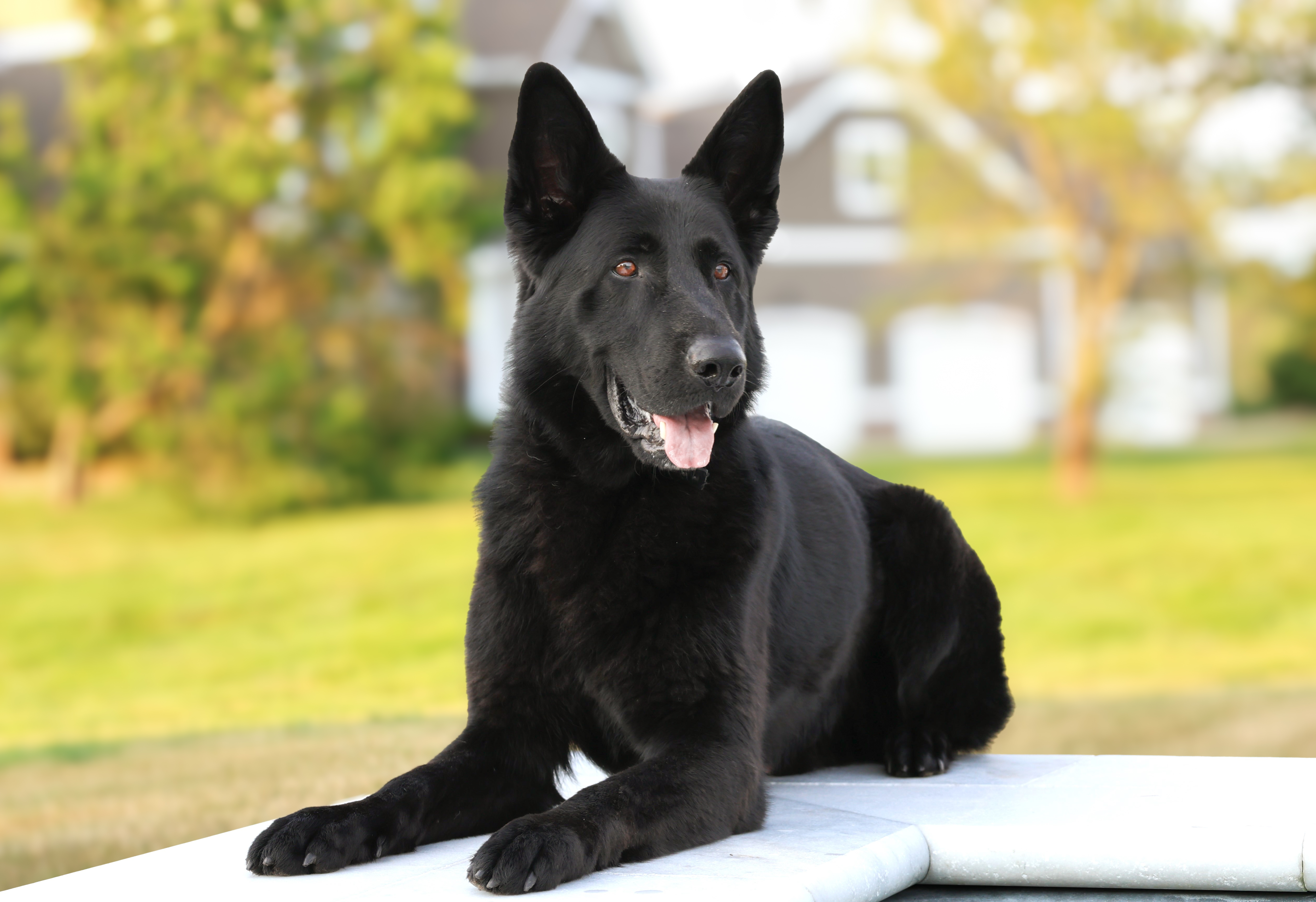 Protecting Your Home with Priority 1 Canine Security