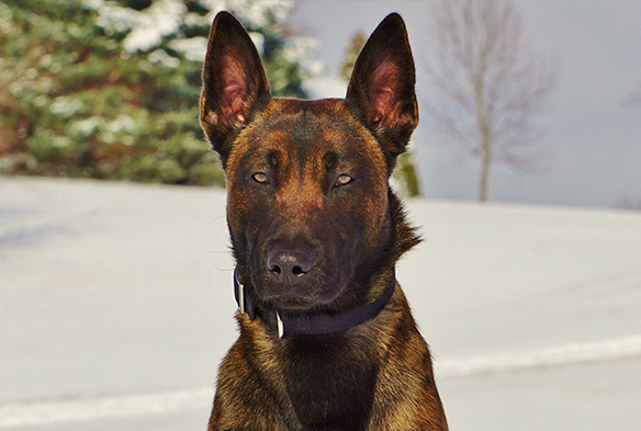 Say Cheese! Are Protection Dogs Superior To Security Cameras?