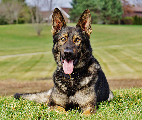 Protection Dogs: The Ultimate Personal Security