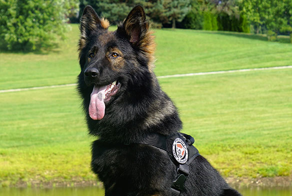 Best Dog Breeds for Protection: 4 Elite Options