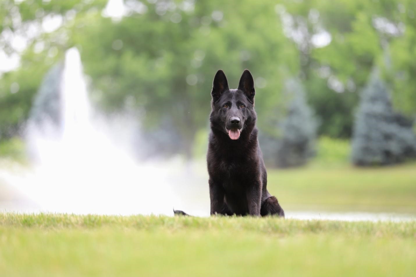 Why German Shepherds Are the Best Breed for Protection Dogs?