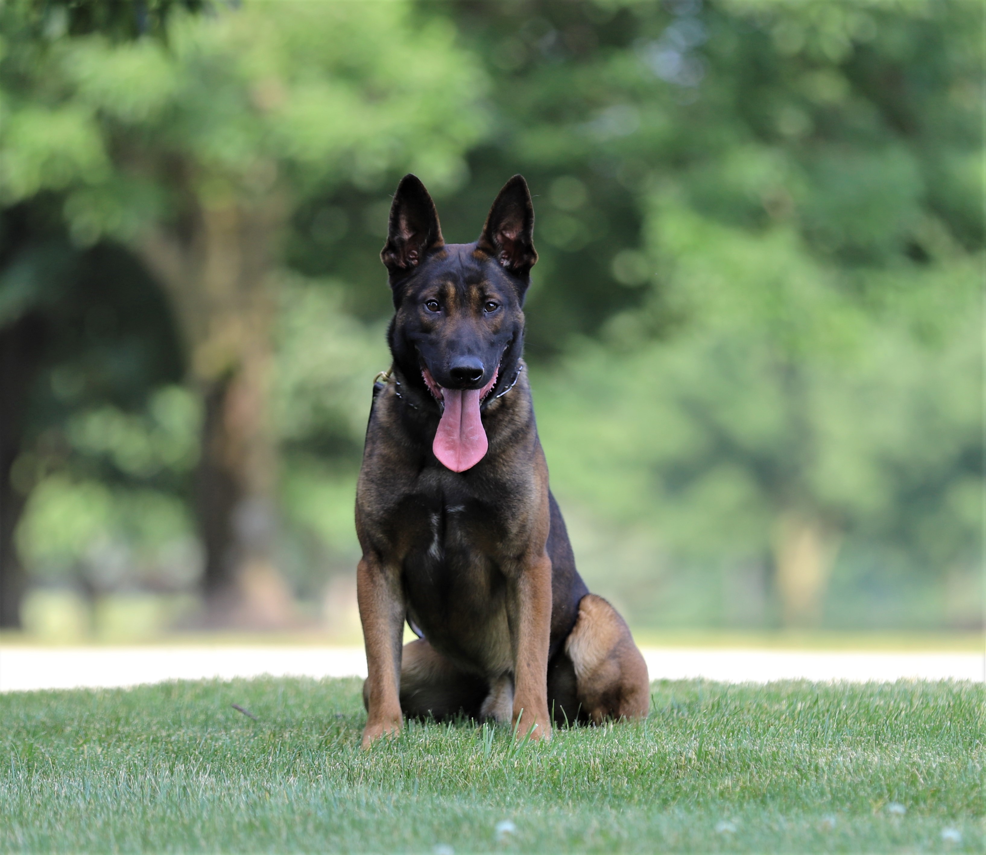 Belgian Malinois Protection Dog