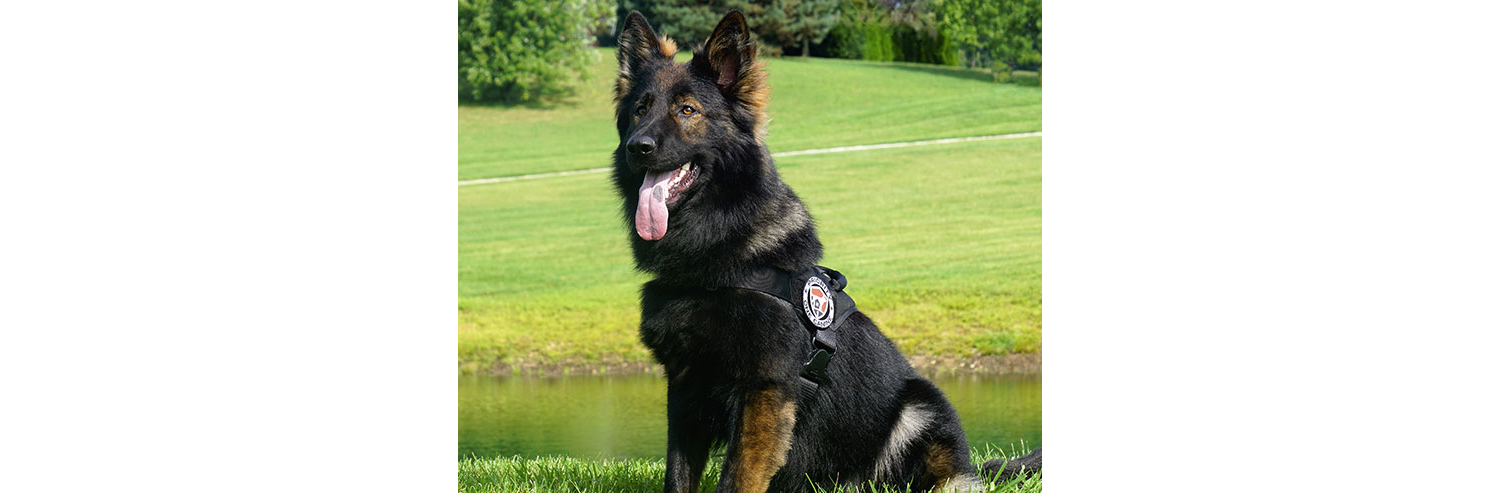 German Shepherd Protection Dog