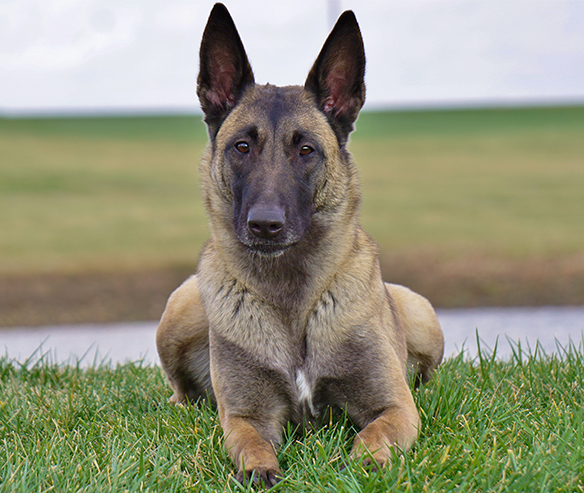 belgian-malinois-security-dog-1.jpg photo