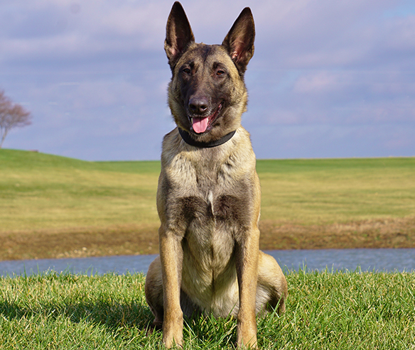 belgian-malinois-security-dog-2.jpg photo