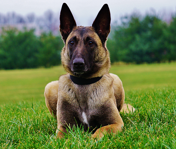 belgian-malinois-security-dog-3.jpg photo
