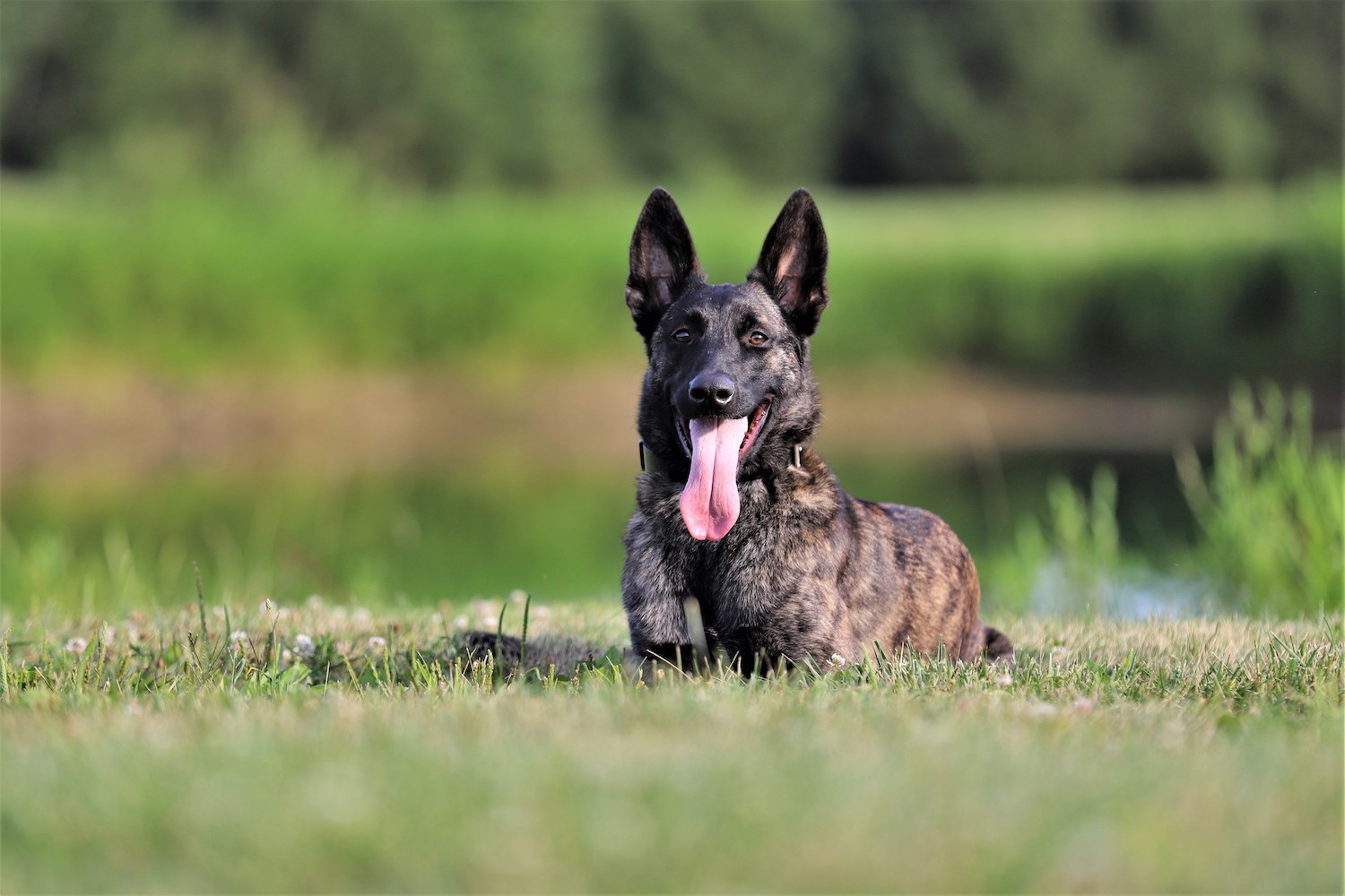 Arya