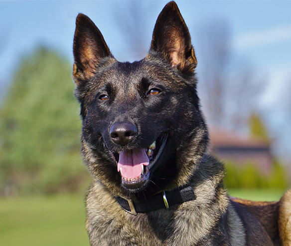 protection-dog-bella-gallery-1.jpg photo