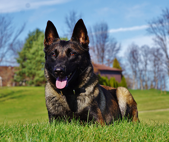 protection-dog-bella-gallery-2.jpg photo