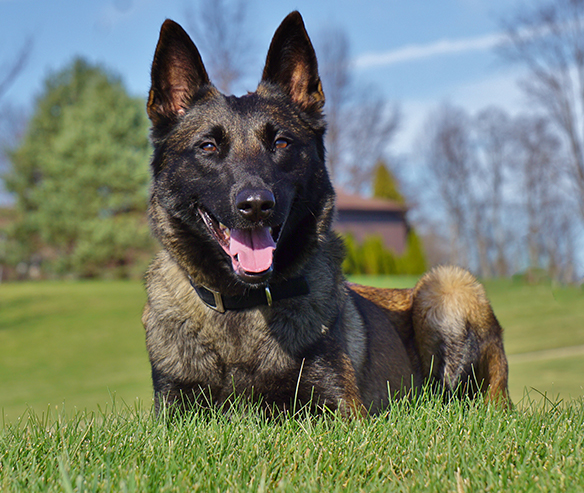 protection-dog-bella-gallery-3.jpg photo