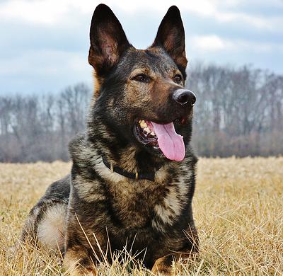 benji-dog2.jpg photo