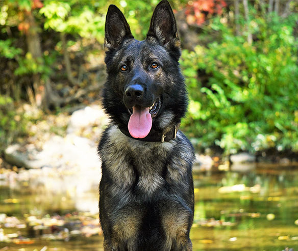 boss-german-shepherd-2.jpg photo