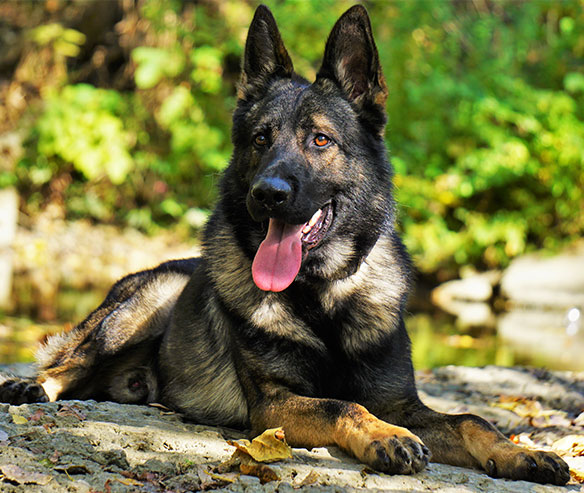 boss-german-shepherd-3.jpg photo