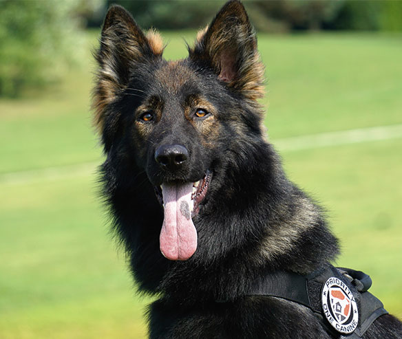 eddy-german-shepard-2.jpg photo