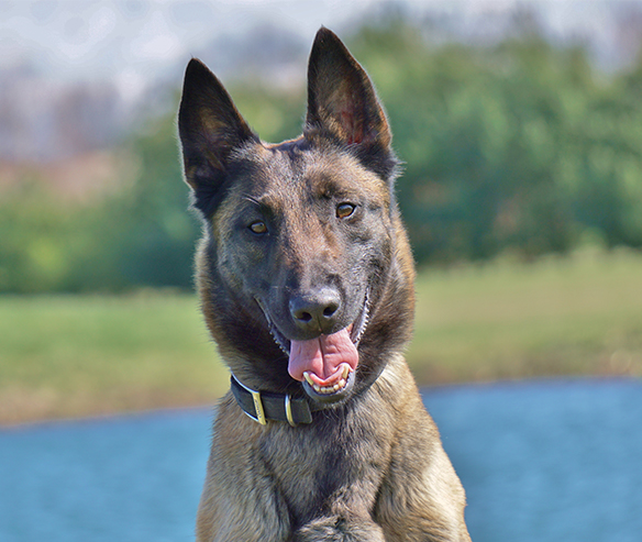 erie-belgian-malinois-01.jpg photo