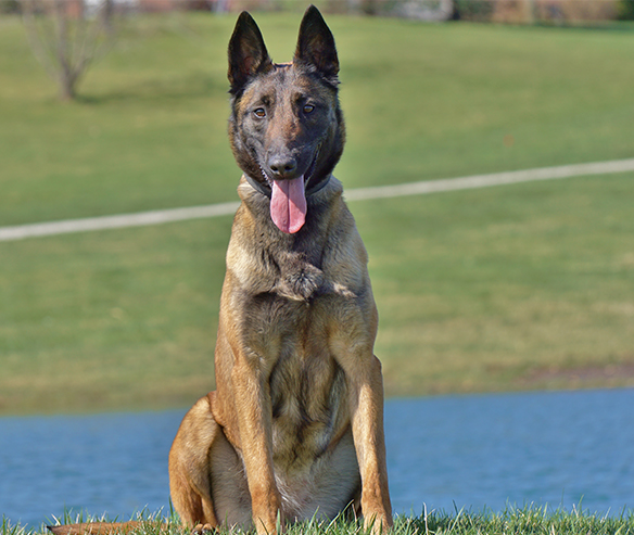 erie-belgian-malinois-03.jpg photo