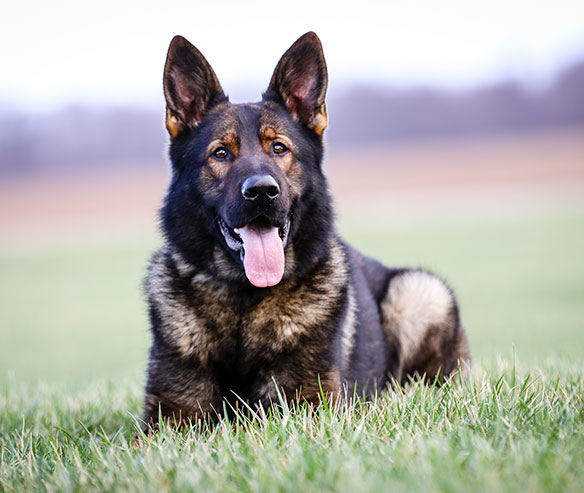 hugo_german_shepherd_2.jpg photo