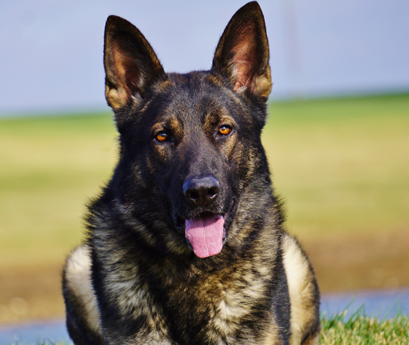 hyde-german-shepard-491-3.jpg photo