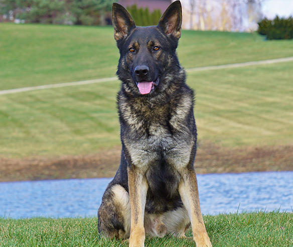 hyde-german-shepard-491-4.jpg photo