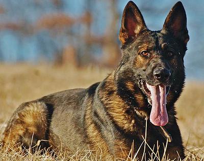 klaus-dog3.jpg photo