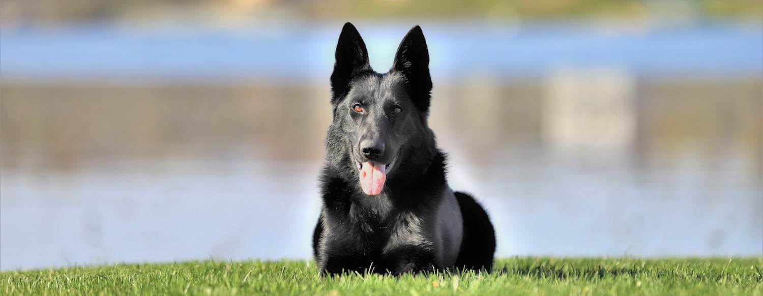 Mya