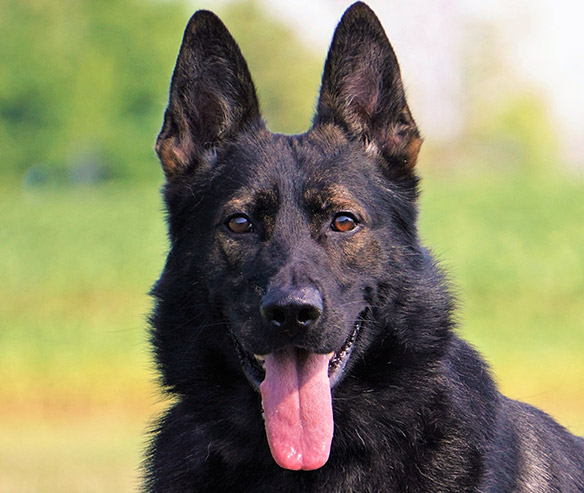 ory_german_shepard_sq-1.jpg photo