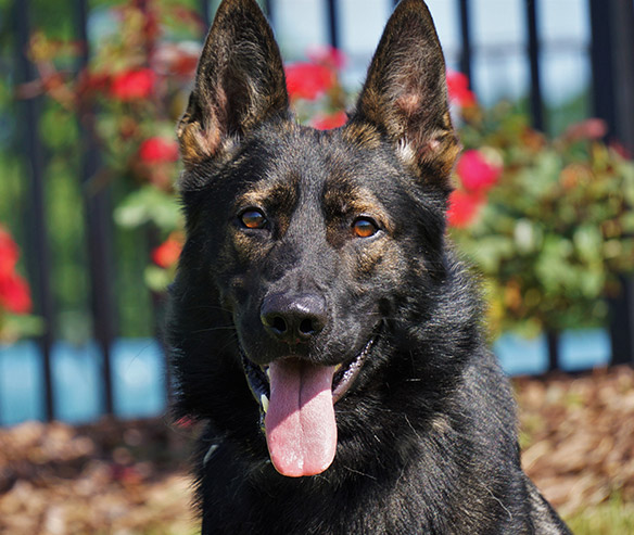 ory_german_shepard_sq-4.jpg photo