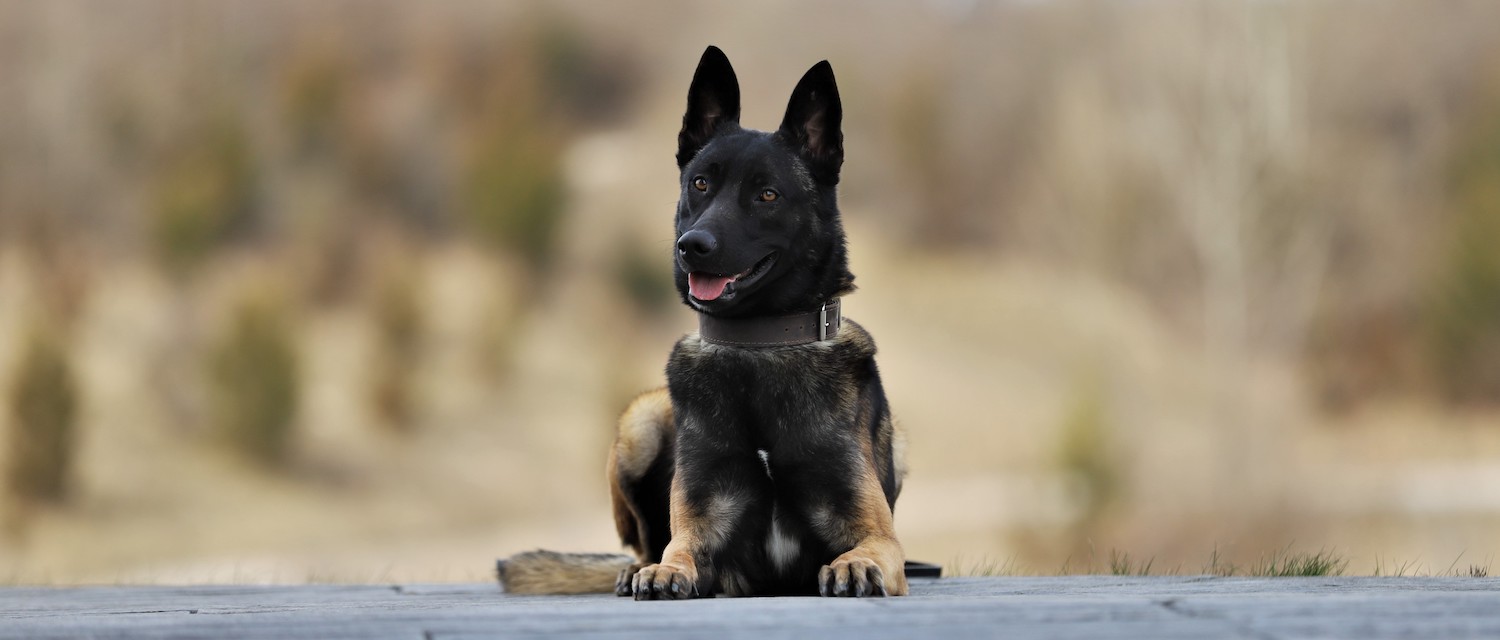 Rex