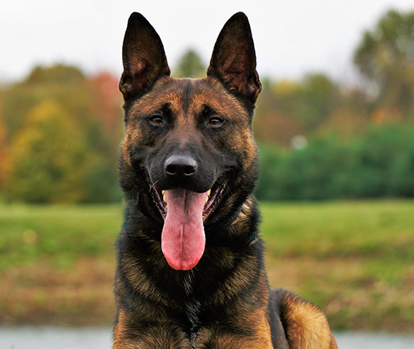 spike-belgium-malinois-sq2.jpg photo