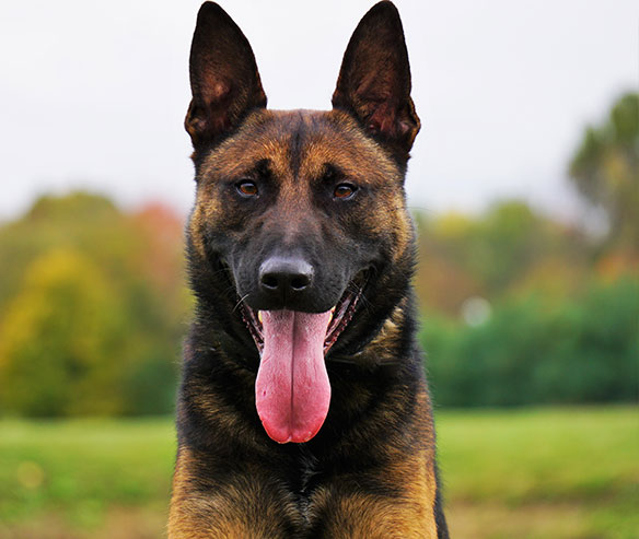 spike-belgium-malinois-sq3.jpg photo