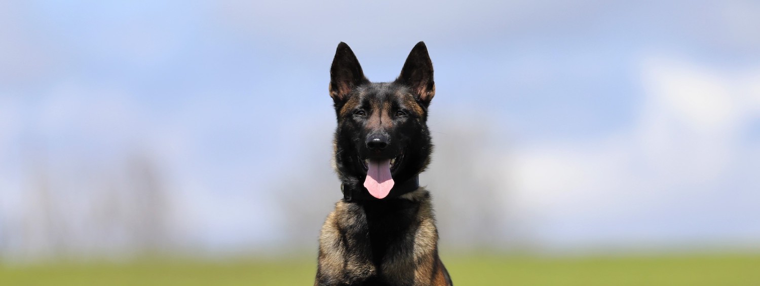 Xena