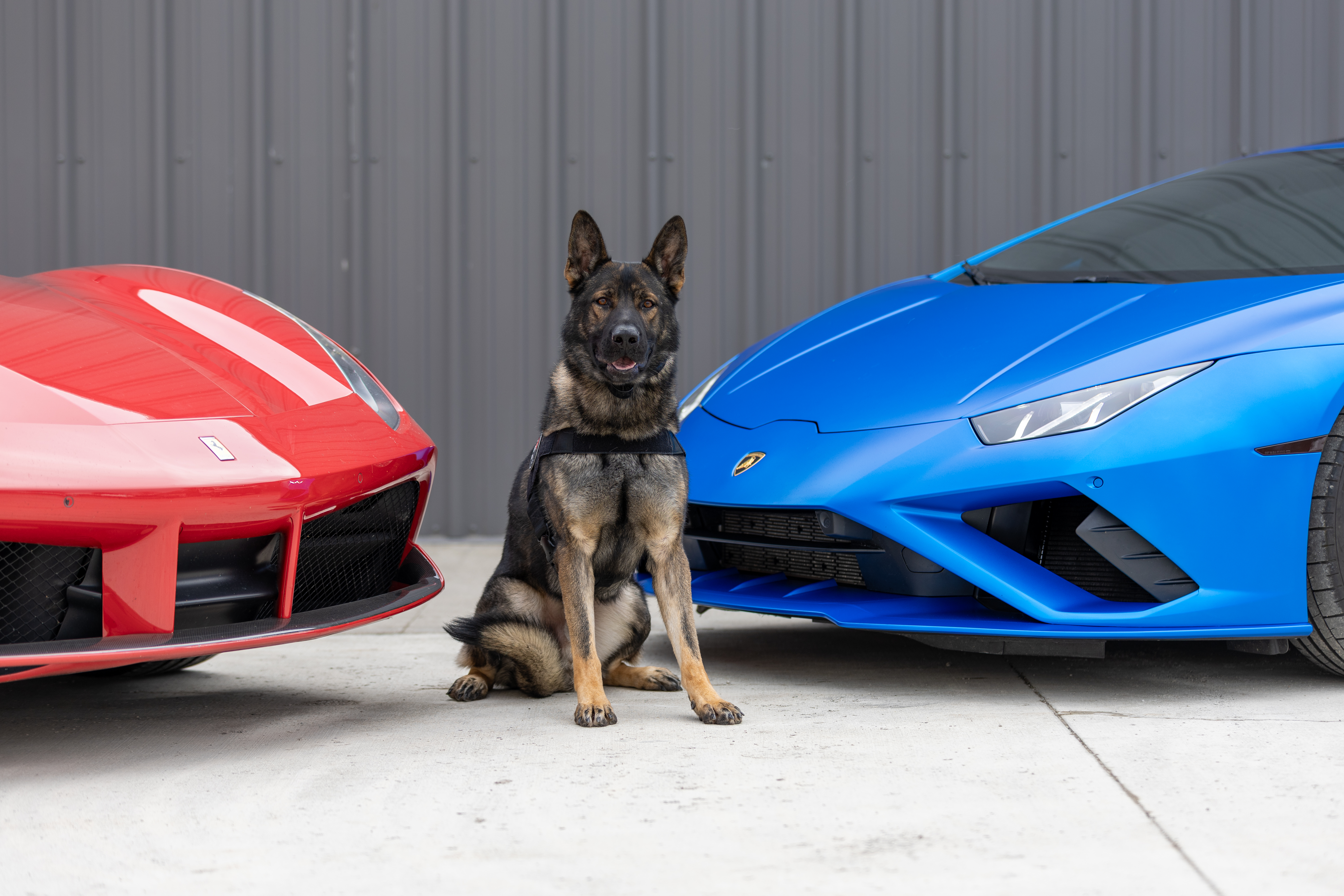 Training Insights and Protection Dog Intelligence
