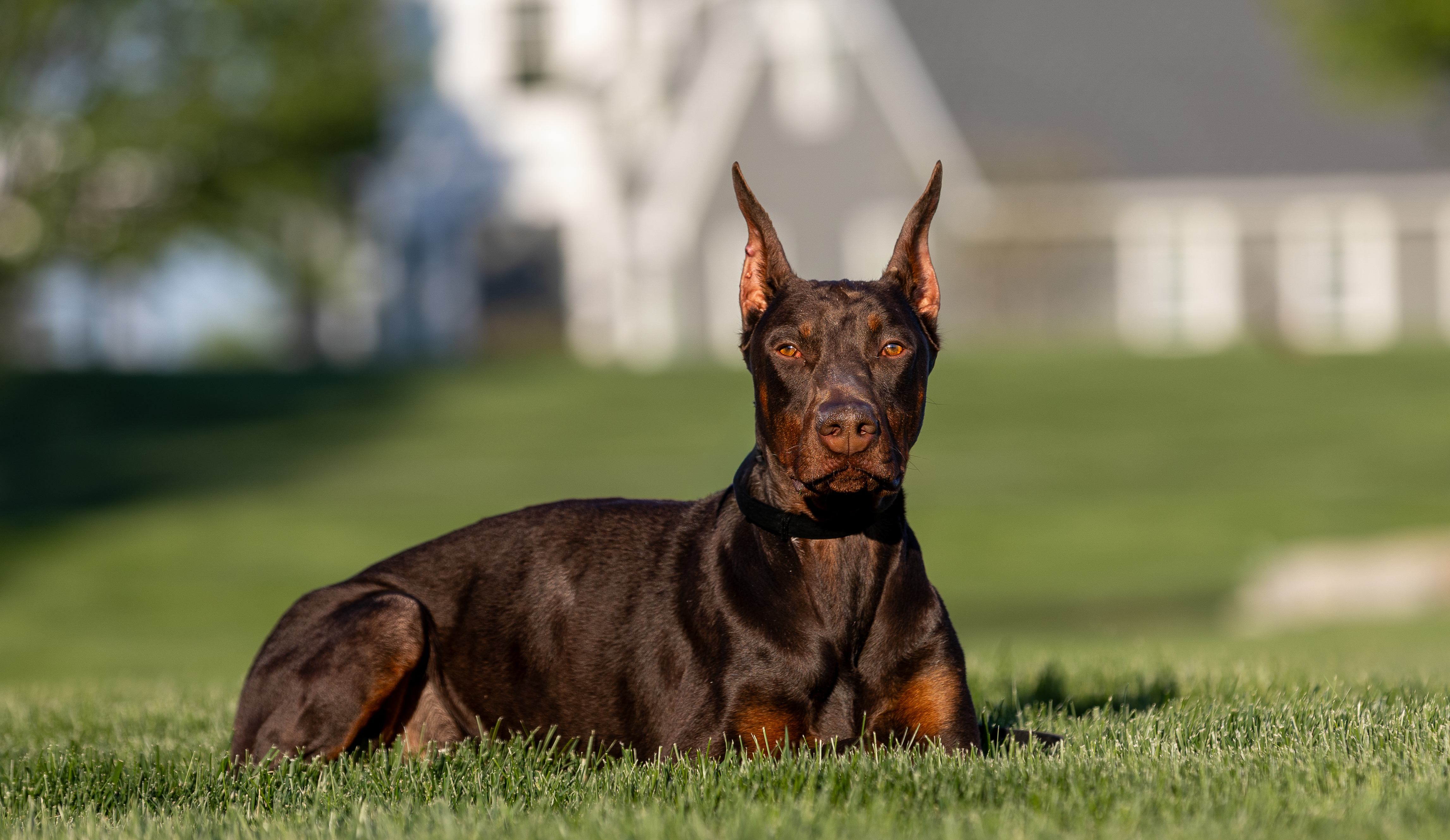 What Sets Priority 1 Canine Apart