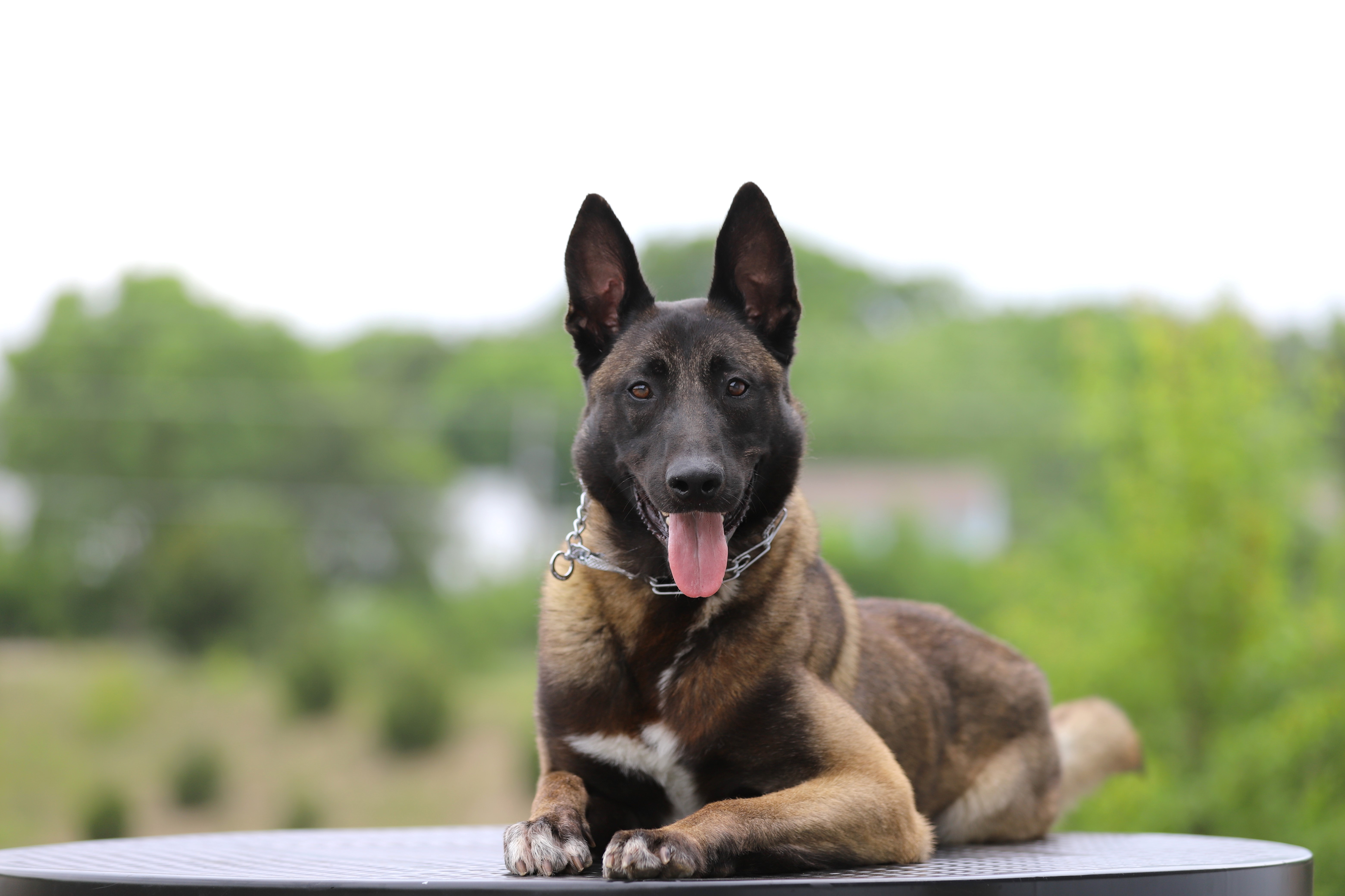 Trained Belgian Malinois for Sale