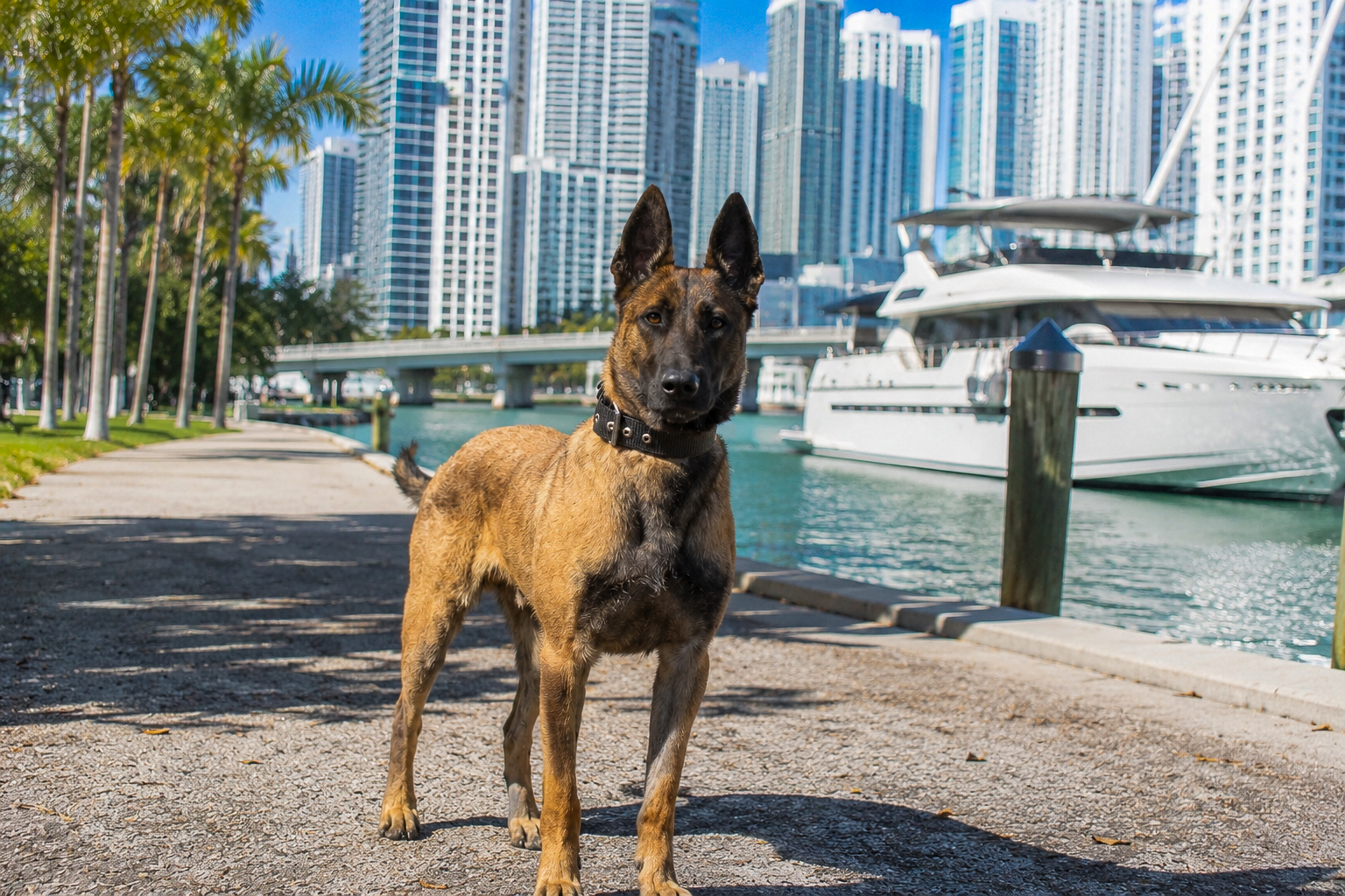 Executive Protection Dogs for Miami