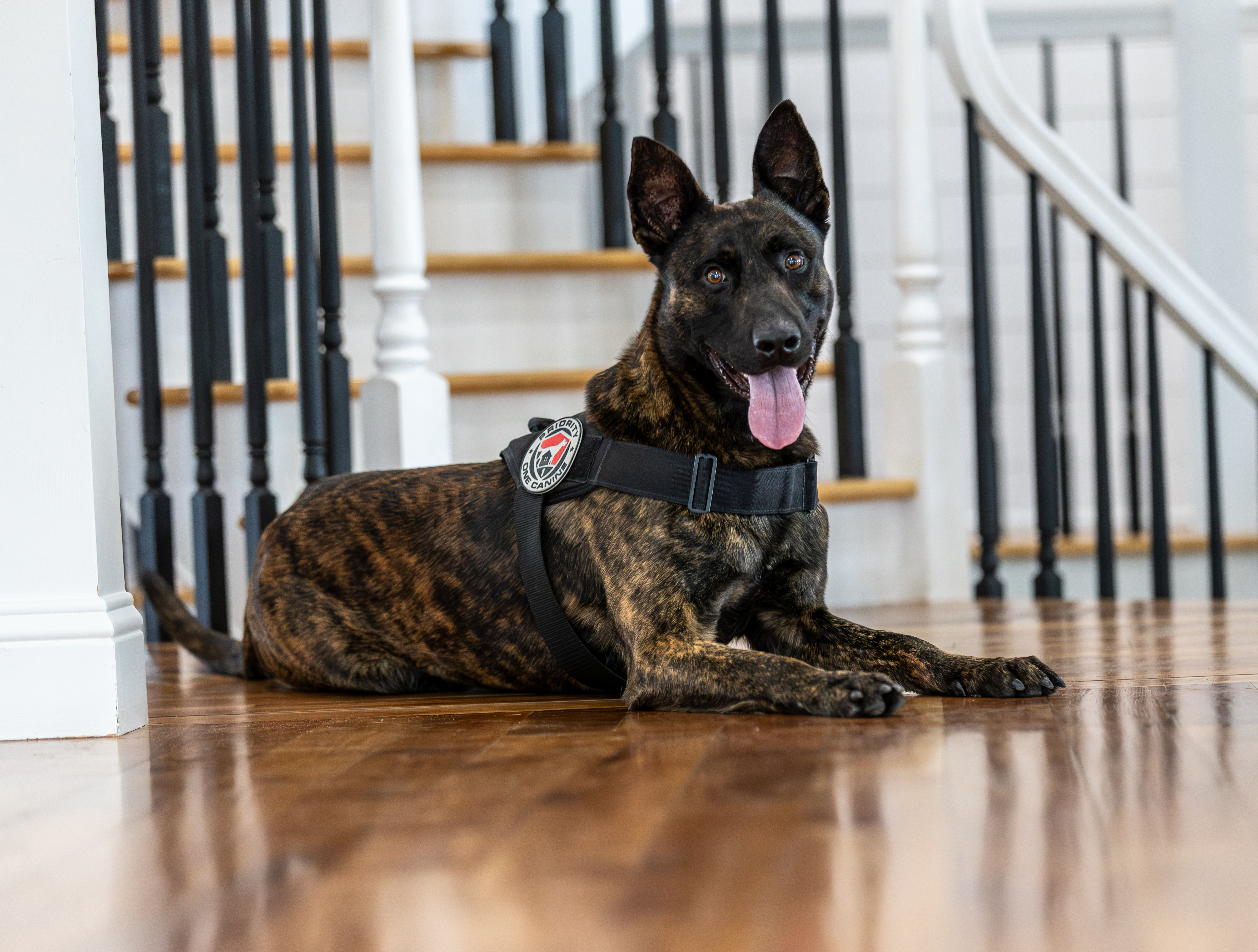 Executive Protection Dogs for Aspen