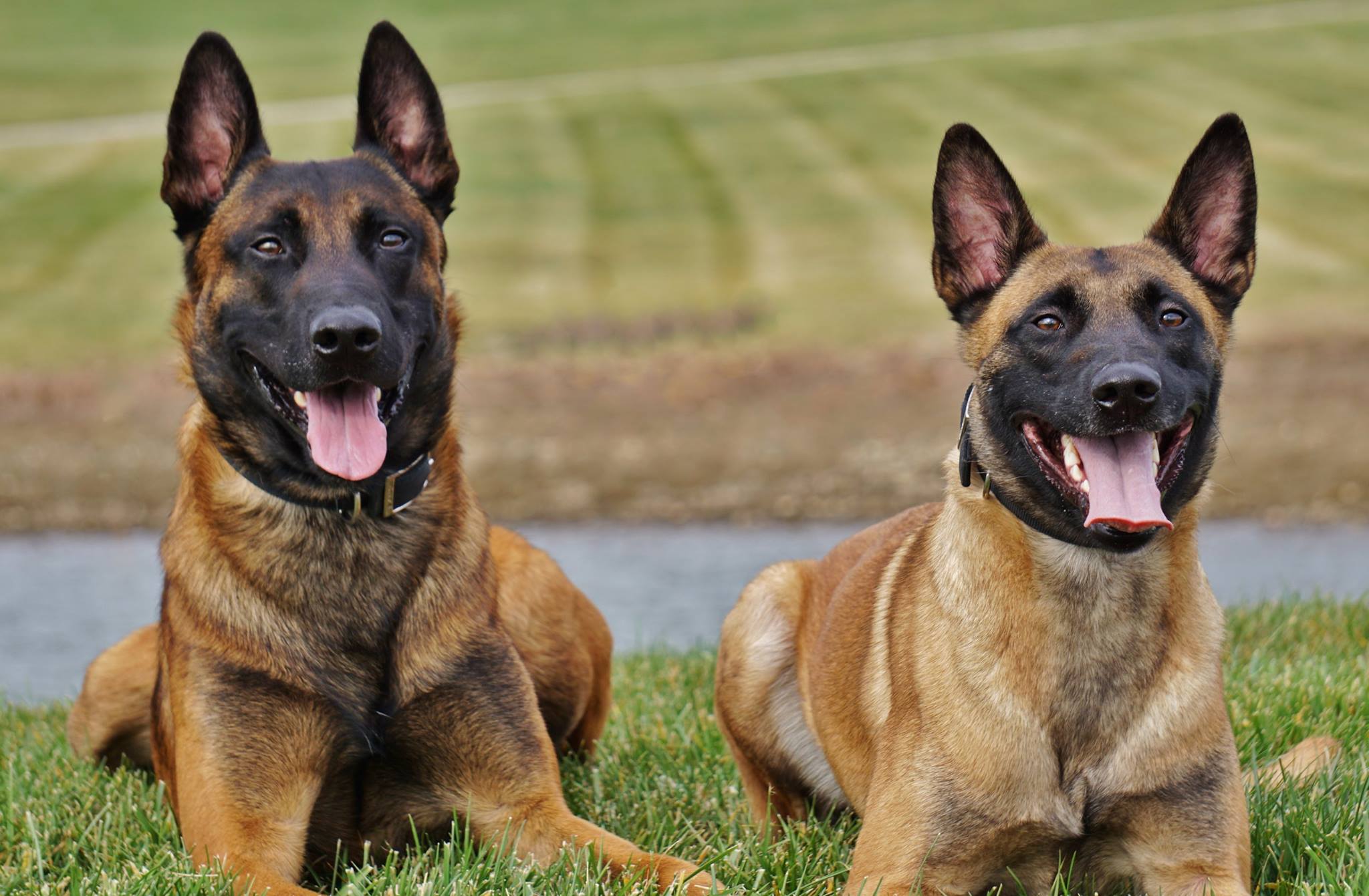 Trained Protection Dogs for Personal Protection and Security