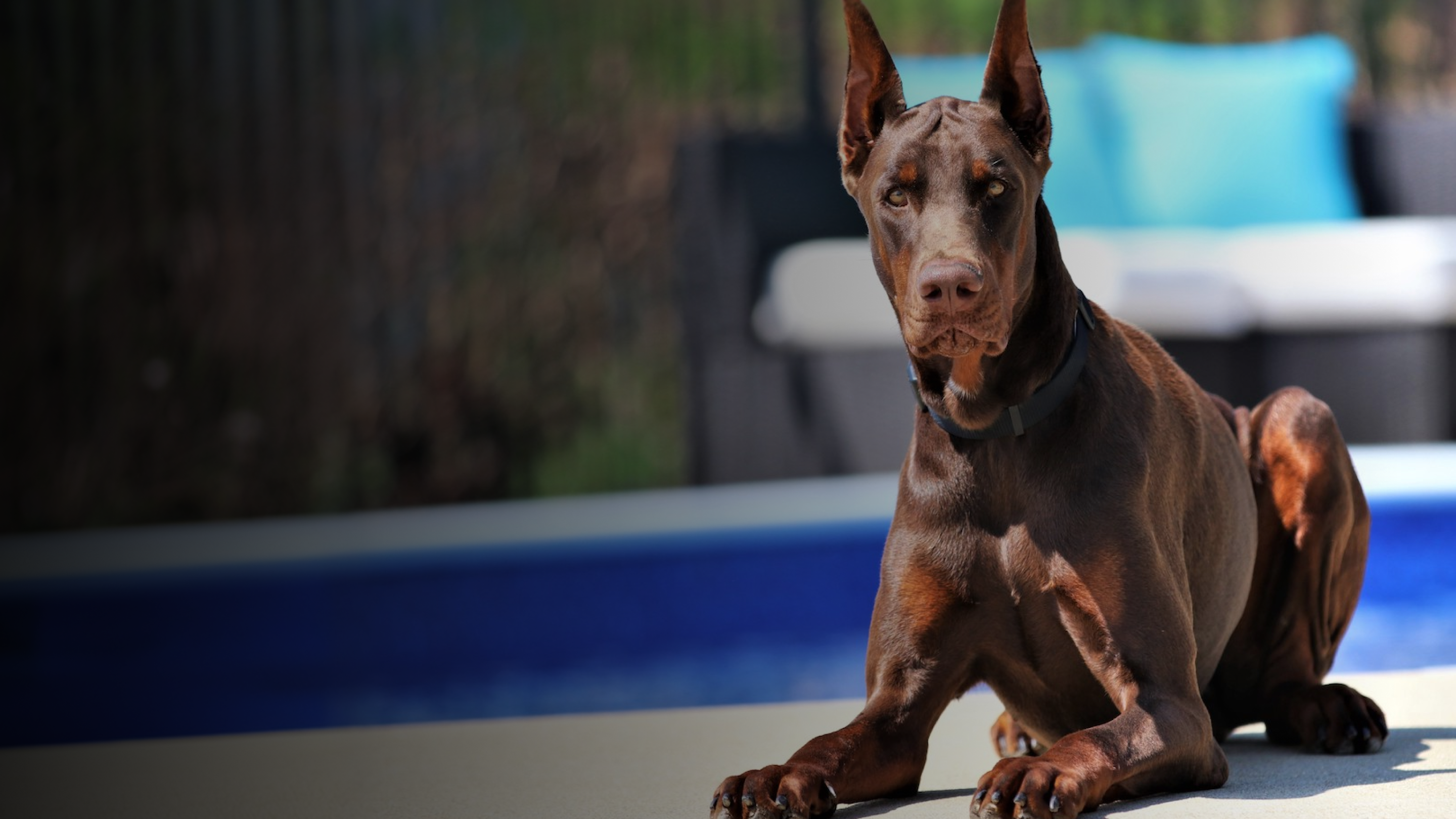 Doberman Protection Dogs