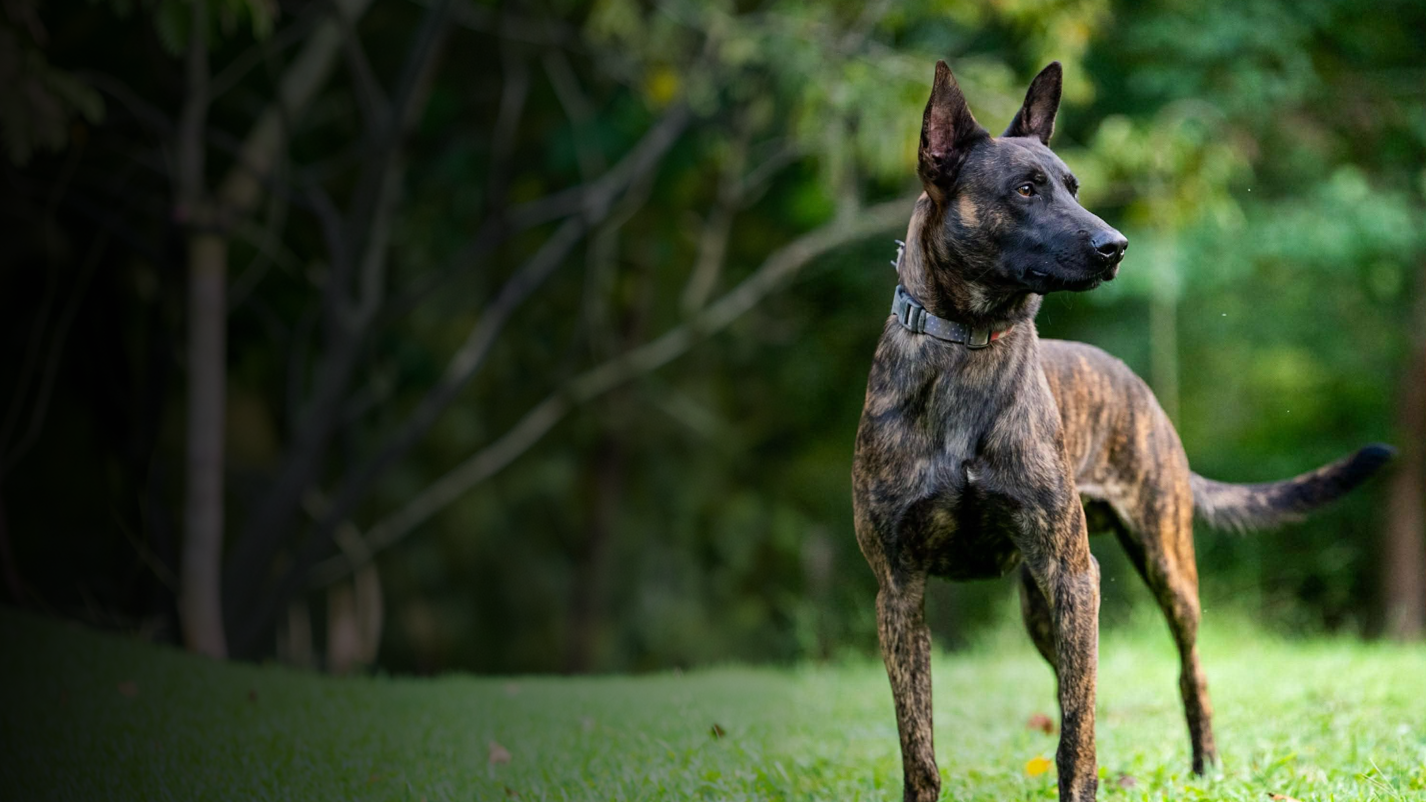 Dutch Shepherd Protection Dogs