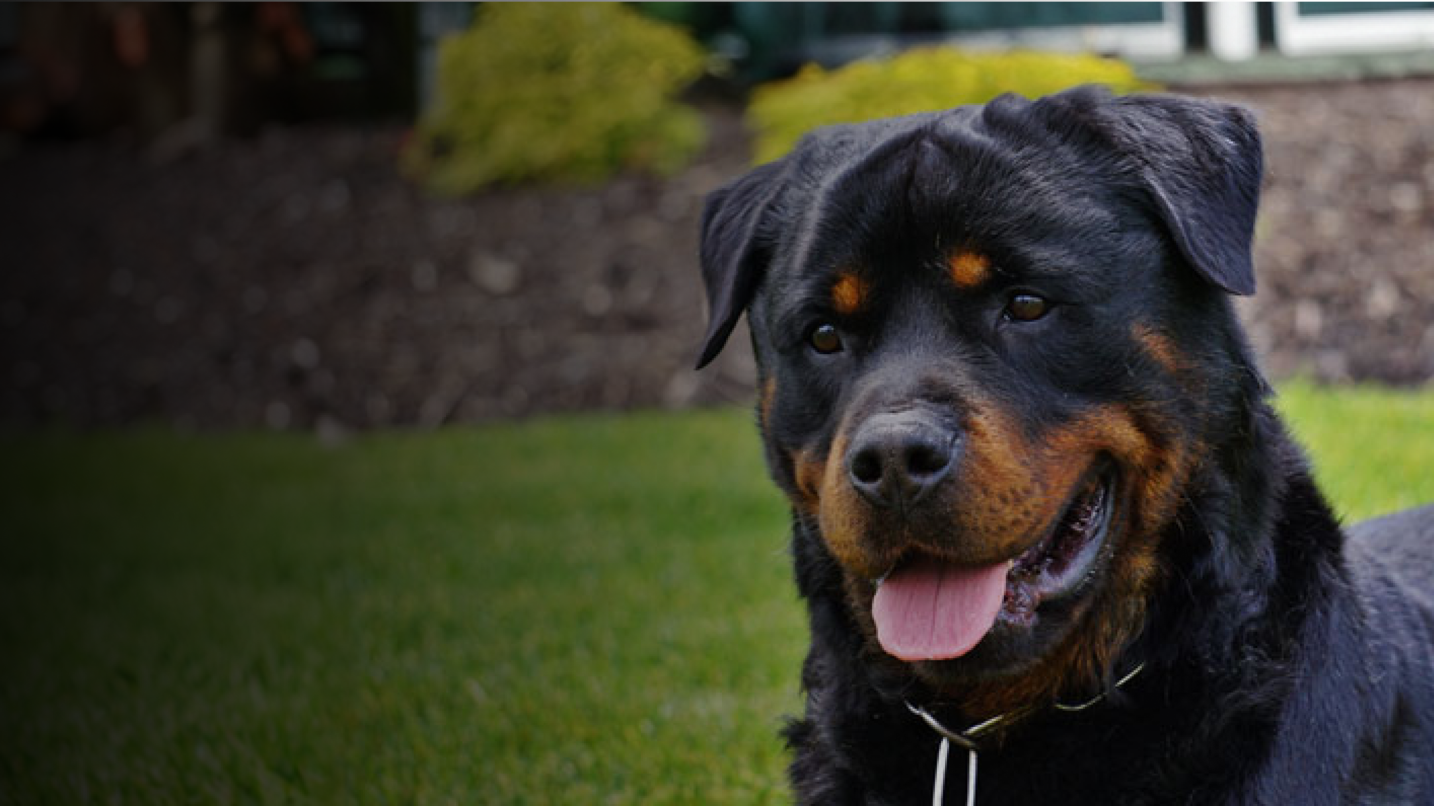 Rottweiler Protection Dogs