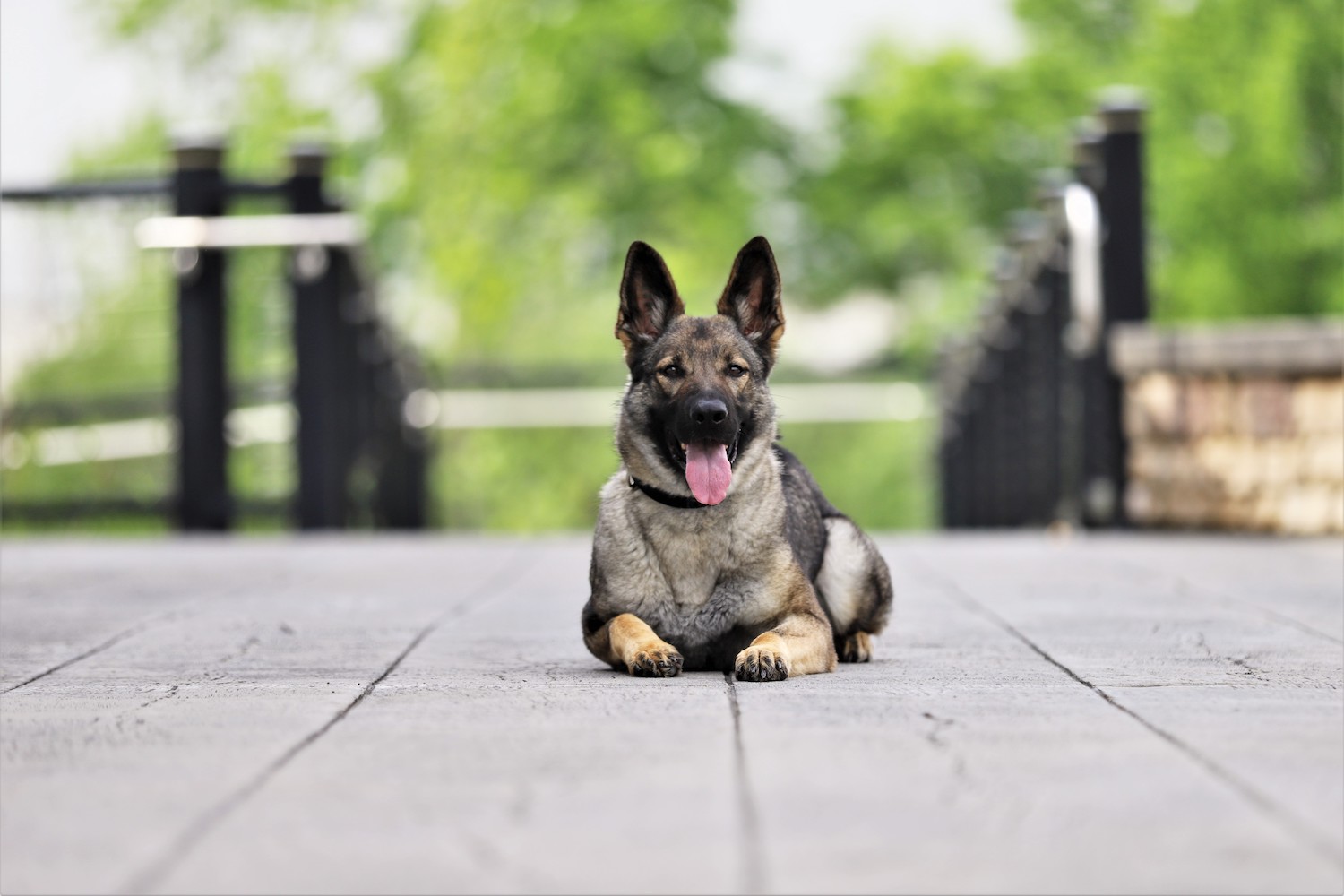 Personal Protection Dogs in Britain: Breeds and Trends Through Time