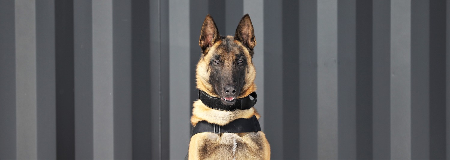 dog breeds for protection dogs and security services